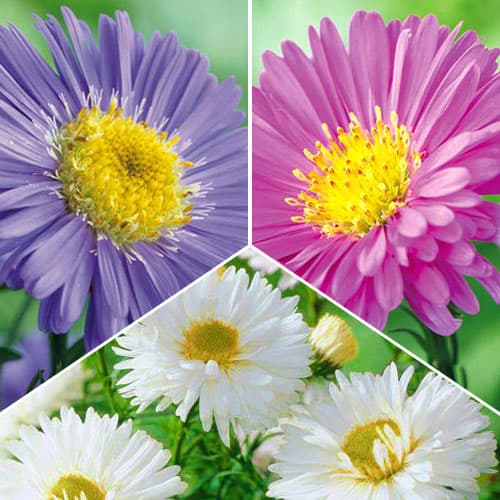 Super komplekt! Alpi aster, komplektis 3 sorti interface.image 1 interface.art 76517