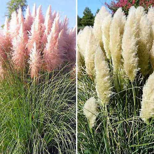 Superkomplekt! Argentiina pamparohi, erinevad värvid, komplektis 2 pistikut interface.image 1 interface.art 76680