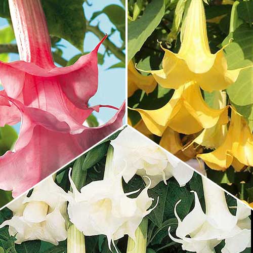 Superkomplekt! Inglitrompet Angel's, komplektis 3 pistikut interface.image 1 interface.art 76658