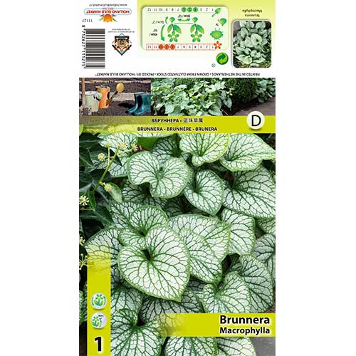Suurelehine brunnera interface.art foto 1 Suurelehine brunnera interface.image 1 interface.art 70360