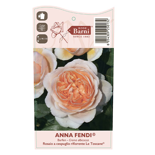 Suureõieline roos Anna Fendi®, C5 interface.art foto 4 Suureõieline roos Anna Fendi®, C5 interface.image 4 interface.art 5548