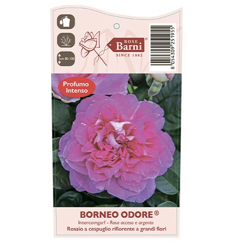 Suureõieline roos Borneo Odore®, C5 interface.art foto 4 Suureõieline roos Borneo Odore®, C5 interface.image 4 interface.art 6157