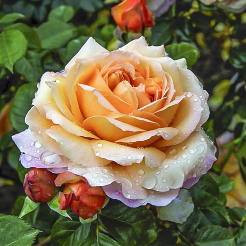 Suureõieline roos Capri®, C5 interface.image 1 interface.art 5556