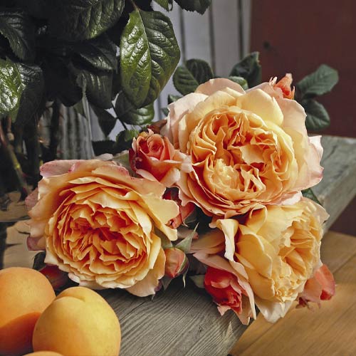 Suureõieline roos Capri®, C5 interface.image 2 interface.art 5556