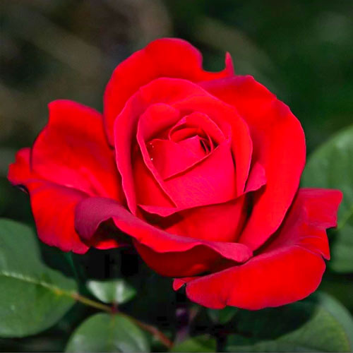 Suureõieline roos Fulgurante, root ball interface.image 1 interface.art 6133