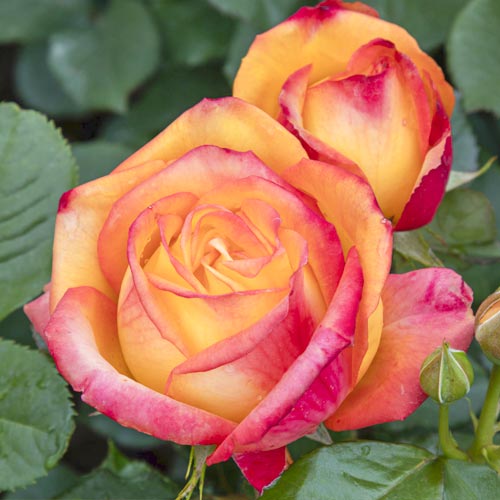 Suureõieline roos Girandola®, C5 interface.image 2 interface.art 6152