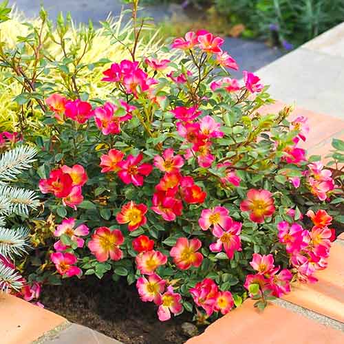 Suureõieline roos Happy Chappy ®, C5 interface.image 1 interface.art 5543