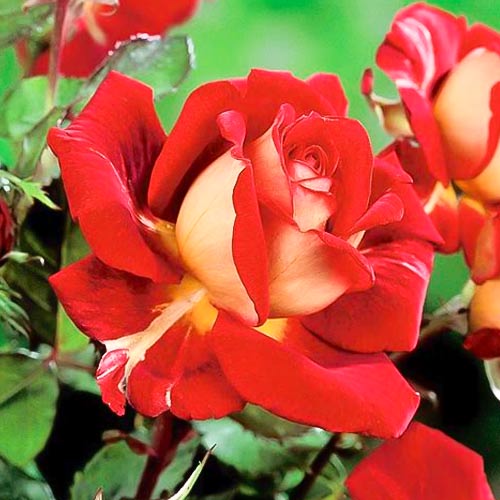 Suureõieline roos Kronenburg, root ball interface.image 1 interface.art 6233