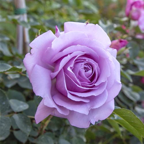 Floribunda roos Love Song®, C5 interface.image 2 interface.art 5545