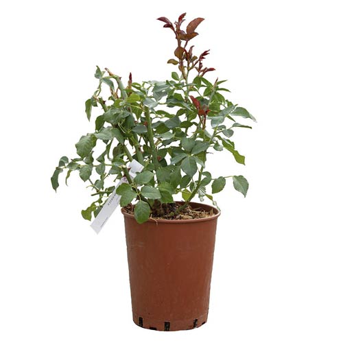 Floribunda roos Love Song®, C5 interface.image 4 interface.art 5545