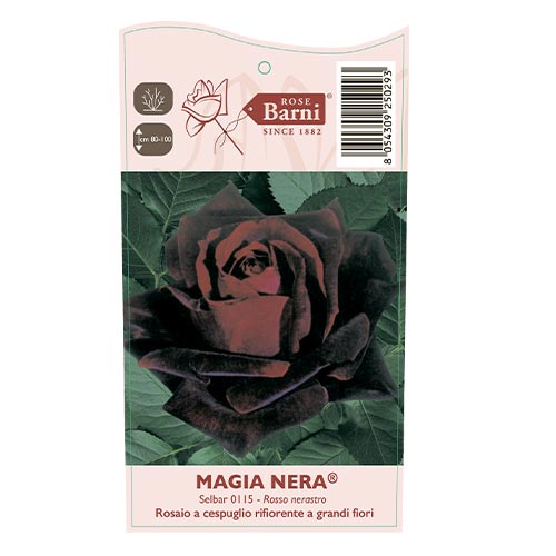 Suureõieline roos Magia Nera®, C5 interface.art foto 4 Suureõieline roos Magia Nera®, C5 interface.image 4 interface.art 5533