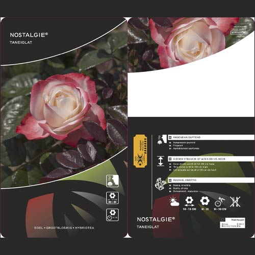 Suureõieline roos Nostalgie ®, C3 interface.art foto 2 Suureõieline roos Nostalgie ®, C3 interface.image 2 interface.art 4563