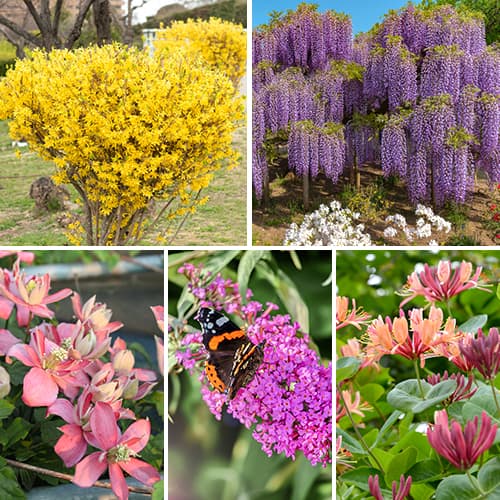 Suurepärane pakkumine! Dekoratiivsed põõsad, komplektis 5 istikut interface.image 1 interface.art 2034