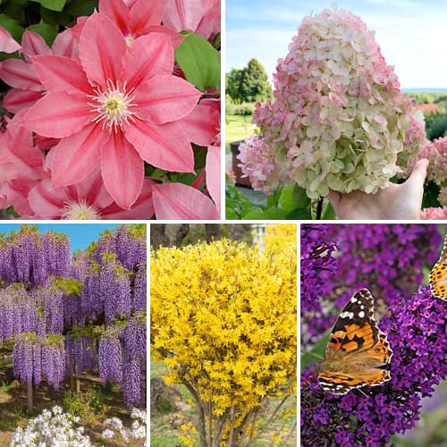 Suurepärane pakkumine! Dekoratiivsed põõsad - Õitsev aed, komplekt 5 istikut interface.image 1 interface.art 2033