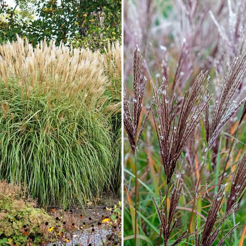 Suurepärane pakkumine! Hiina siidpööris Miscanthus sinensis, komplektis 2 istikut interface.art foto 1 Suurepärane pakkumine! Hiina siidpööris Miscanthus sinensis, komplektis 2 istikut interface.image 1 interface.art 2036