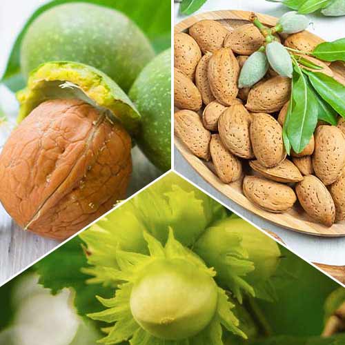 Suurepärane pakkumine! Kreeka pähklid, komplektis 3 istikut interface.image 1 interface.art 6944