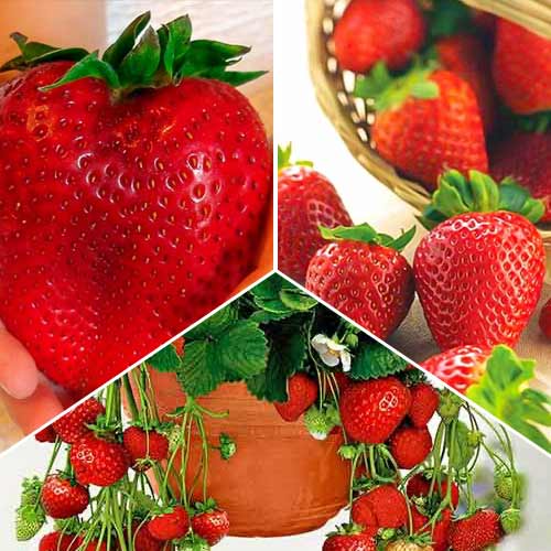 Suurepärane pakkumine! Maasikad Rekordsaak, komplektis 3 tüüpi interface.image 1 interface.art 5417