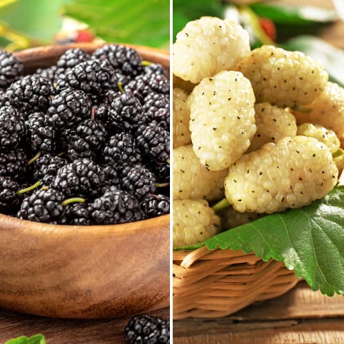 Suurepärane pakkumine! Mooruspuud, komplektis 2 istikut interface.art foto 1 Suurepärane pakkumine! Mooruspuud, komplektis 2 istikut interface.image 1 interface.art 5861