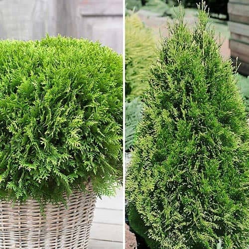 Suurepärane pakkumine! Okaspuu Duet komplekt, komplektis 2 istikut interface.image 1 interface.art 9468