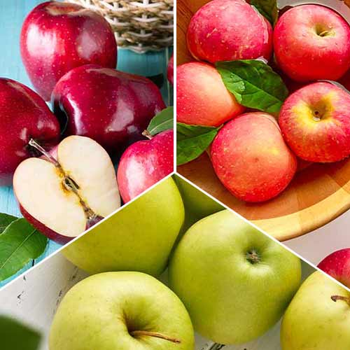 Suurepärane pakkumine! Õunte trio, komplektis 3 istikut interface.image 1 interface.art 6945