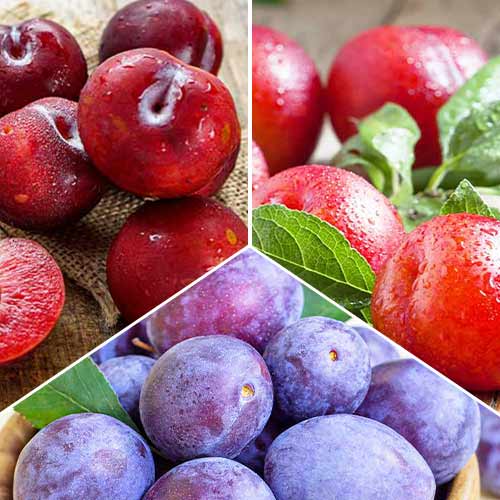 Suurepärane pakkumine! Ploomide trio, komplektis 3 istikut interface.image 1 interface.art 5674