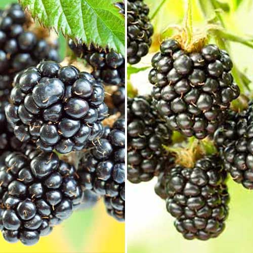 Suurepärane pakkumine! Põldmarjade Duett, komplektis 2 istikut interface.art foto 1 Suurepärane pakkumine! Põldmarjade Duett, komplektis 2 istikut interface.image 1 interface.art 5390