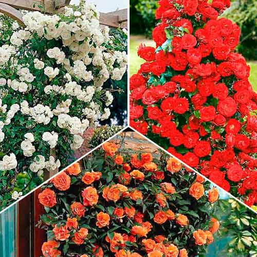 Suurepärane pakkumine! Roniroosid Trio, komplektis 3 istikut interface.image 1 interface.art 3647