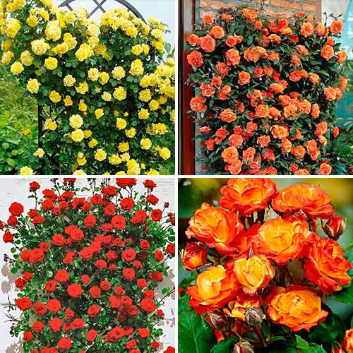 Suurepärane pakkumine! Roosid Tango, komplektis 4 istikut interface.image 1 interface.art 5213