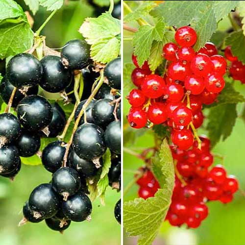 Suurepärane pakkumine! Sõstarde Duett, komplektis 2 istikut interface.image 1 interface.art 5849