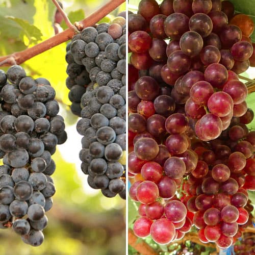 Suurepärane pakkumine! Viinamarjad Roosa vein, komplektis 2 istikut interface.image 1 interface.art 5577