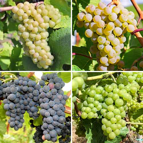 Suurepärane pakkumine! Viinamarjade kiusatus, komplektis 4 istikut interface.image 1 interface.art 5573