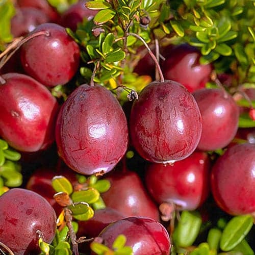 Suureviljaline jõhvikas Ben Lear, P9 interface.image 1 interface.art 9234