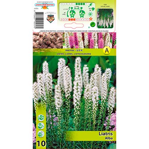 Tähkjas liatris Alba interface.art foto 1 Tähkjas liatris Alba interface.image 1 interface.art 76301