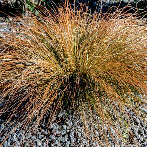Tarn Carex testacea Prairie Fire interface.art foto 1 Tarn Carex testacea Prairie Fire interface.image 1 interface.art 5869