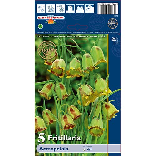 Teder (fritillaria) Acmopetala interface.art foto 1 Teder (fritillaria) Acmopetala interface.image 1 interface.art 70243