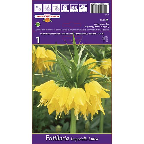 Teder (fritillaria) Imp Lutea interface.art foto 1 Teder (fritillaria) Imp Lutea interface.image 1 interface.art 68100