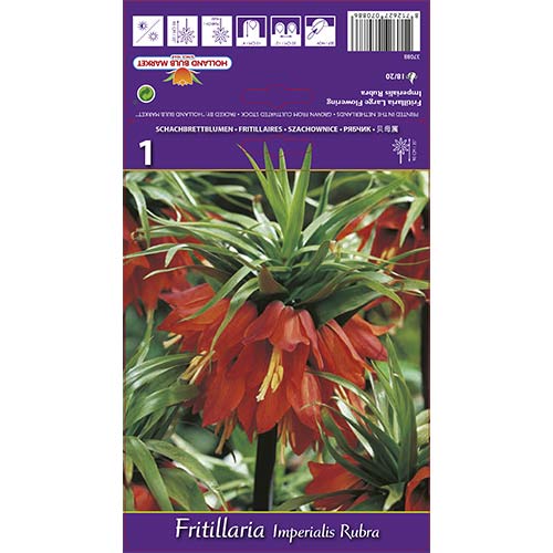 Teder (fritillaria) Imp Rubra interface.art foto 1 Teder (fritillaria) Imp Rubra interface.image 1 interface.art 68101
