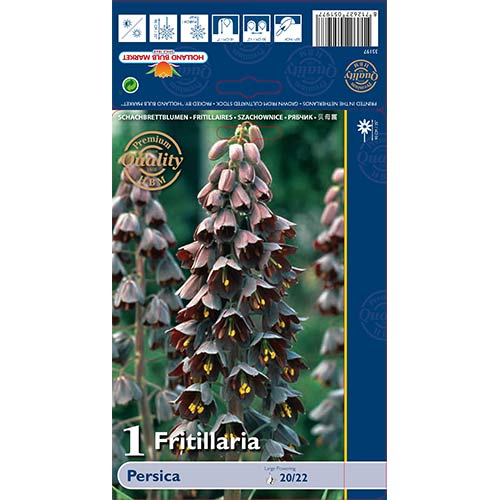 Teder (fritillaria) Persica interface.art foto 1 Teder (fritillaria) Persica interface.image 1 interface.art 68024