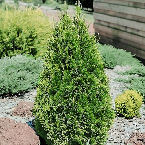 Thuja Smaragd, Р9 interface.art foto 1 Thuja Smaragd, Р9 interface.image 1 interface.art 9415