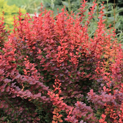 Thunbergi kukerpuu Atropurpurea interface.art foto 1 Thunbergi kukerpuu Atropurpurea interface.image 1 interface.art 5645