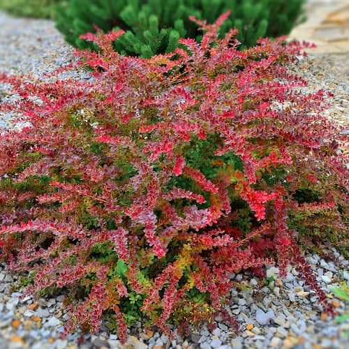 Thunbergi kukerpuu Golden Ring, P9 interface.image 1 interface.art 9003