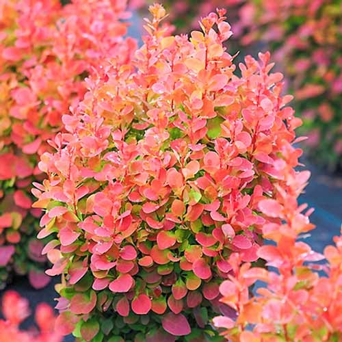 Thunbergi kukerpuu Red Chief, P9 interface.image 1 interface.art 9002