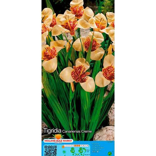 Tiigerlill Creme interface.art foto 1 Tiigerlill Creme interface.image 1 interface.art 76501
