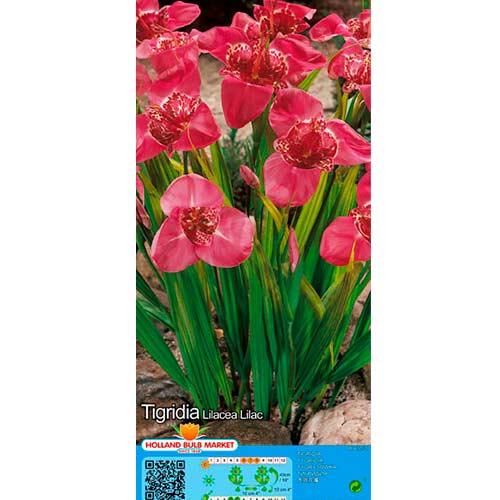 Tiigerlill Lilac interface.art foto 1 Tiigerlill Lilac interface.image 1 interface.art 76502