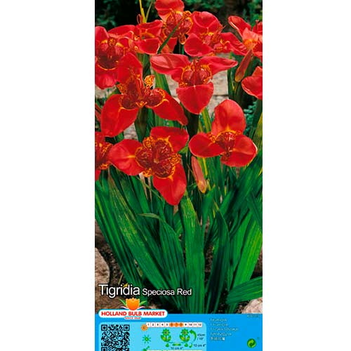 Tiigerlill Red interface.art foto 1 Tiigerlill Red interface.image 1 interface.art 76503