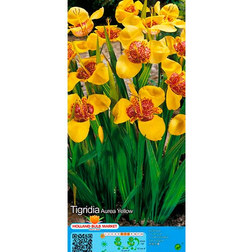 Tiigerlill Yellow interface.art foto 1 Tiigerlill Yellow interface.image 1 interface.art 76505