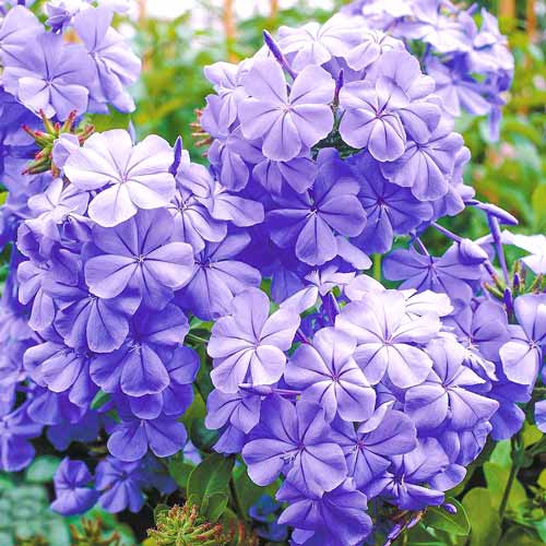 Tinajuur (Plumbago) interface.art foto 1 Tinajuur (Plumbago) interface.image 1 interface.art 76654