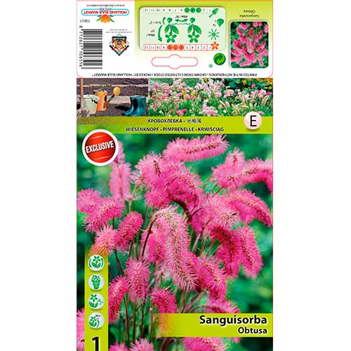 Tömp punanupp (Sanguisorba) interface.image 1 interface.art 76362