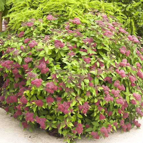 Tuhkurenelas Dart's Red, C3 interface.image 1 interface.art 7729