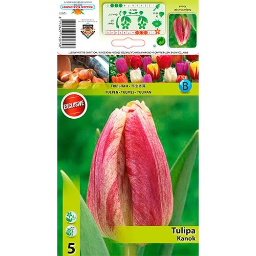Tulbid Kanok interface.art foto 1 Tulbid Kanok interface.image 1 interface.art 68407